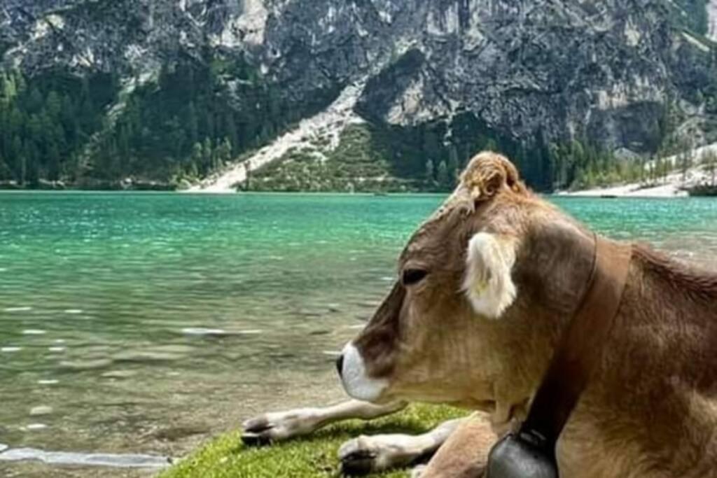 Relax Al Lago Di Braies Apartment Braies  Luaran gambar